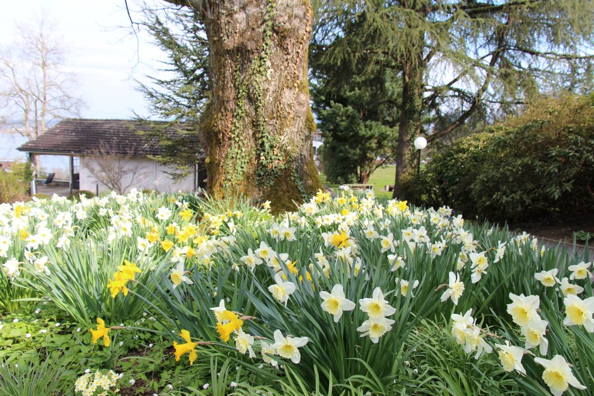Stamm einer alten Eiche im Garten der Klinik Meissenberg, umgeben von Osterglocken.