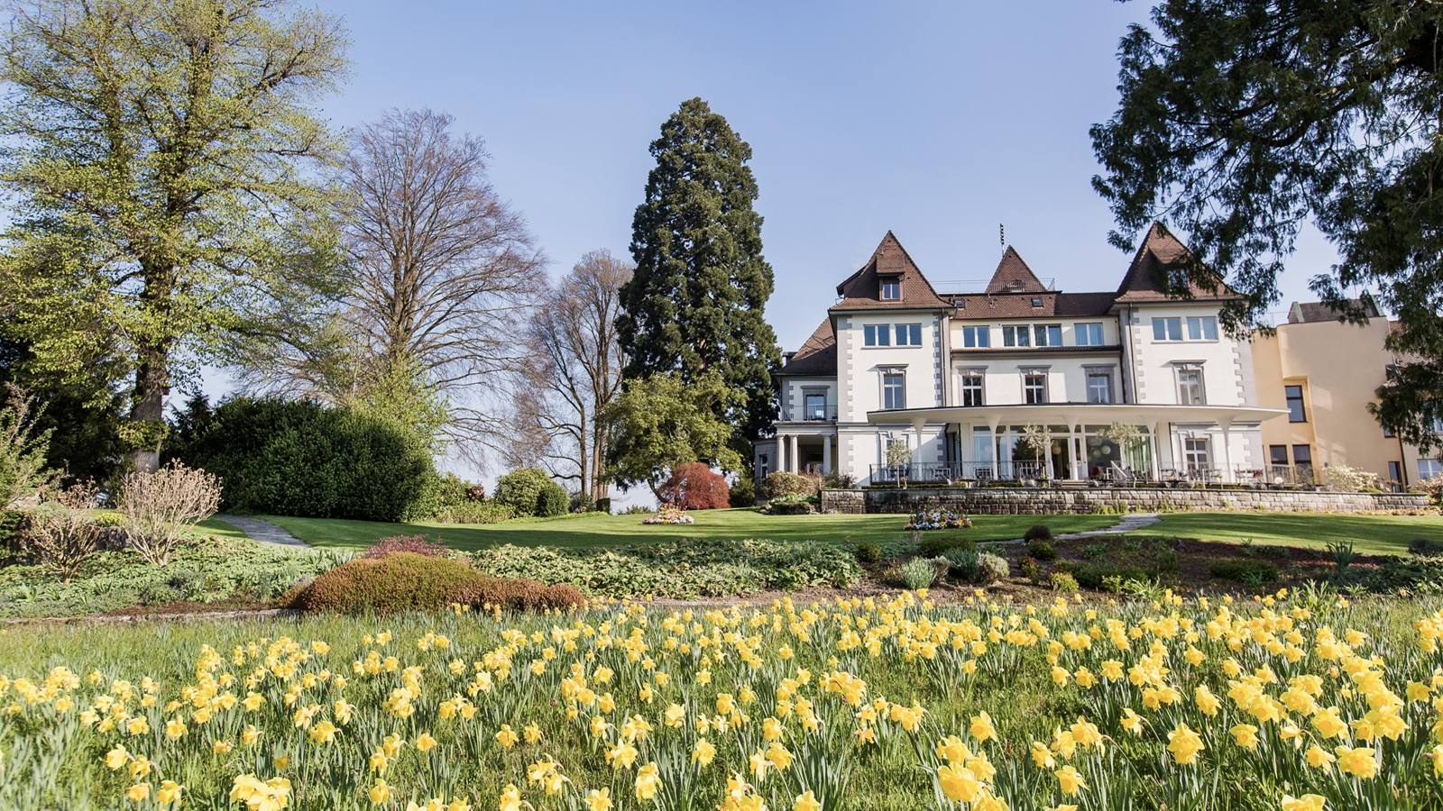 Blühende Osterglocken auf einer Wiese vor der Klinik Meissenberg in Zug.