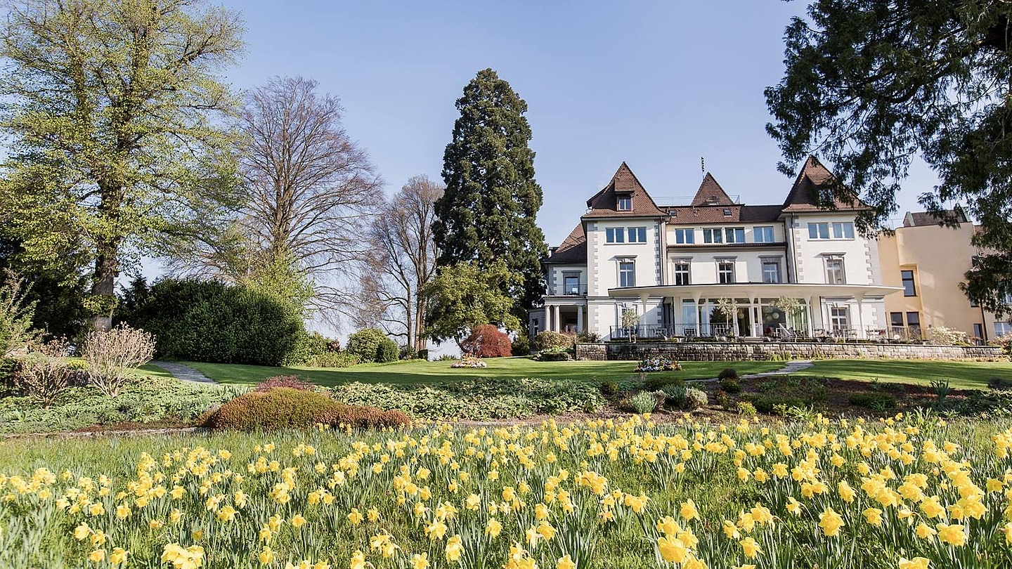 Blühende Osterglocken auf einer Wiese vor der Klinik Meissenberg in Zug.